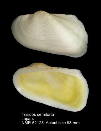 Trisidos semitorta.jpg - Trisidos semitorta(Lamarck,1819)